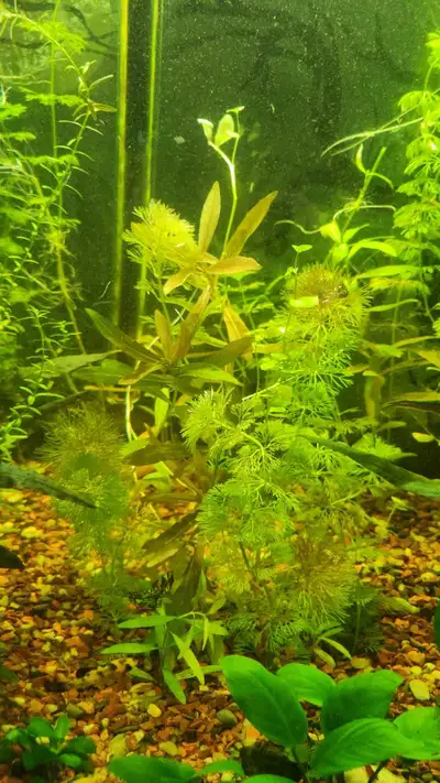 Aquarium Plants, View more