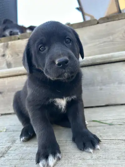 puppies for sale, View more