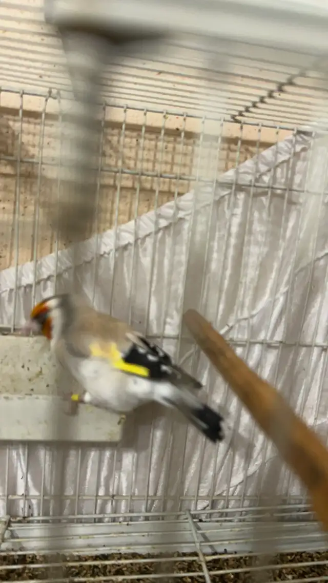 European Goldfinch in Birds for Rehoming in City of Toronto - Image 3