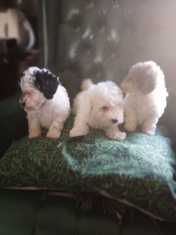 Poodle Puppies, Rare Colours in Dogs & Puppies for Rehoming in Barrie