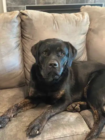 Dog looking for forever family, View more
