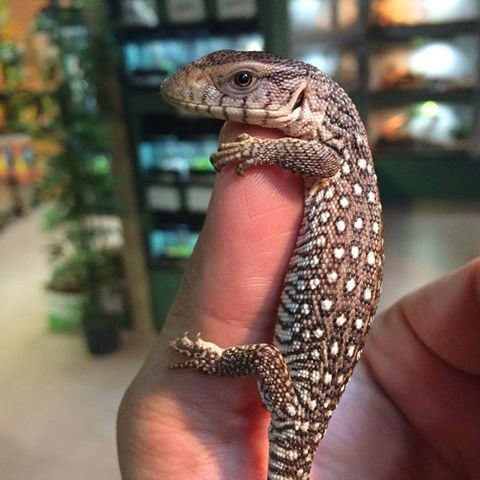 COOL NILE AND SAVANNAH MONITOR SPECIAL in Reptiles & Amphibians for Rehoming in North Bay