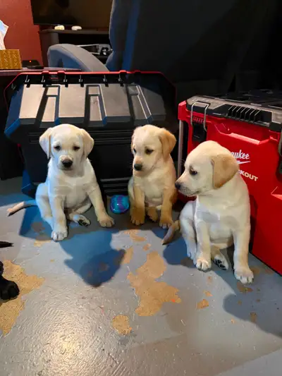 Chiots labrador à vendre, View more