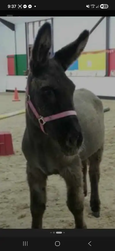 Looking for Miniature Donkey, View more
