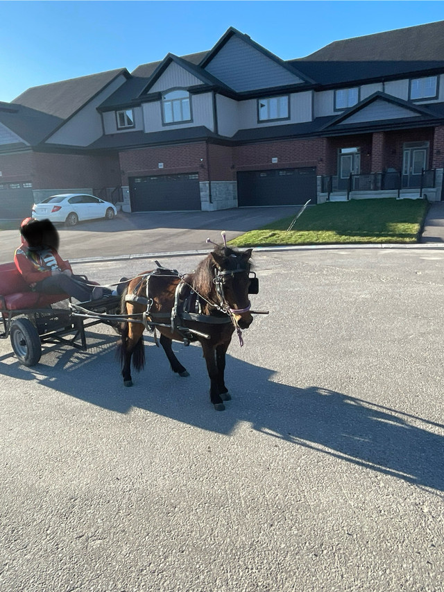 Pony ❤️*UPDATED* in Horses & Ponies for Rehoming in Kitchener / Waterloo
