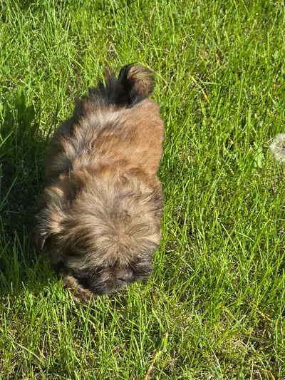 Beautiful Tiny Shih Tzu Babies!, View more