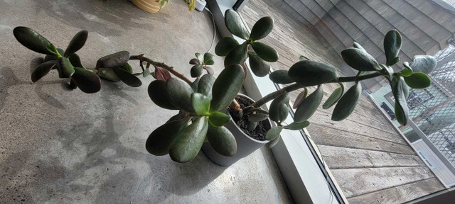Two shoot Jade plant 13"x 27" in IKEA NYPON 4"x4" grey pot in Other in City of Halifax - Image 3