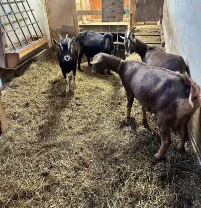 4 Goats For sale, View more