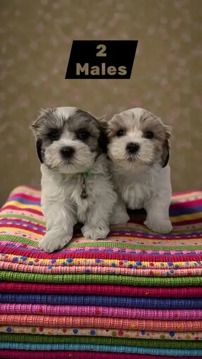 Maltese mix puppies, View more