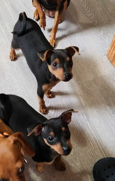 3 Absolutely Adorable Male Min Pins For Sale!!Born April 4th They Are Now 7 Weeks This Friday! Hopin...