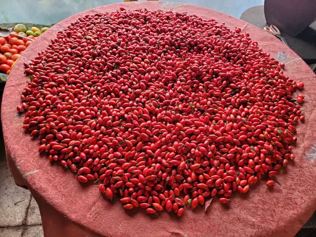 rosehip fruit63849001599617120