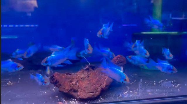 Electric Blue Ram Dwarf Cichlid —  8 LEFT— Electr in Fish for Rehoming in Leamington - Image 4