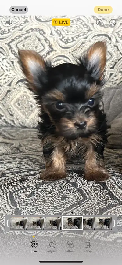 Female Yorkie pup, View more