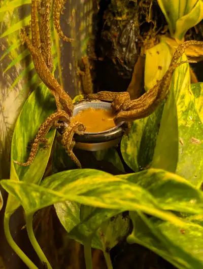 Summer Sale - Hawaiian Mourning Geckos – Bold Pattern, View more