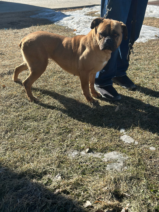 Bull mastiff  in Dogs & Puppies for Rehoming in Portage la Prairie