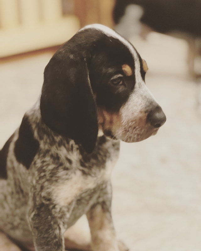 Ready to go now Bluetick hound puppies Dogs & Puppies for Rehoming Napanee Kijiji