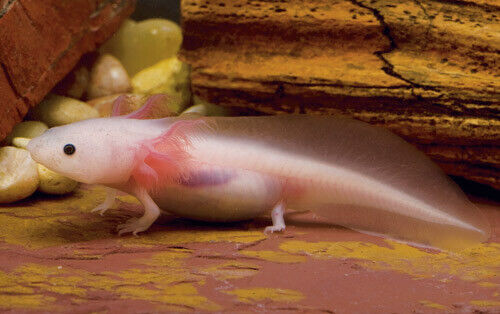 AXOLOTLS ON SPECIAL in Fish for Rehoming in North Bay - Image 4