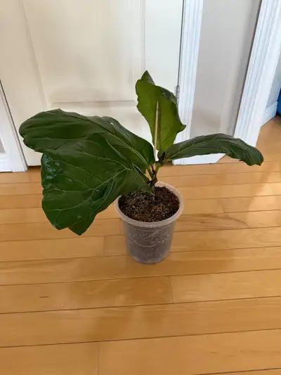 Super healthy 6" Fiddle Leaf Fig plant for sale. (Also selling full 80" tall plant) No bugs or pests...