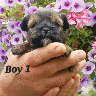 Quality Shorkie Puppies!, View more
