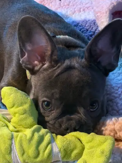 French bulldog puppy, View more