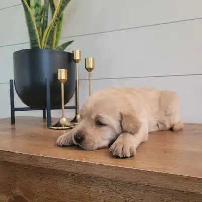 Goldador puppies, View more