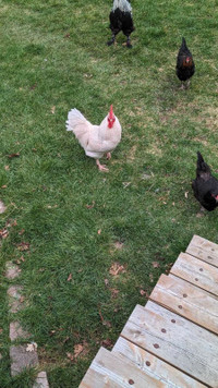  White Leghorn rooster for sale