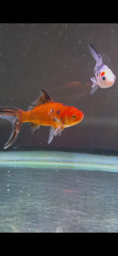 shubunkin goldfish, View more