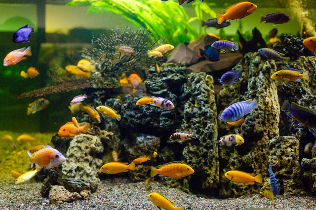 African Cichlids in Fish for Rehoming in Charlottetown
