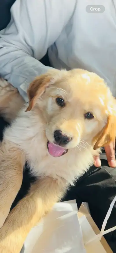 Golden Retriever puppy, View more