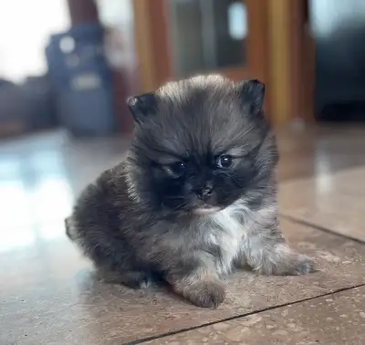 TOY POMERANIAN PUPPIES, View more