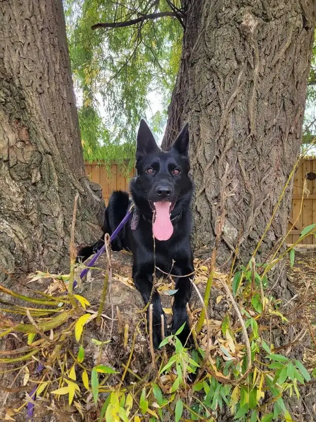 German Shepherd Puppy - CKC registered in Dogs & Puppies for Rehoming in Hamilton - Image 10