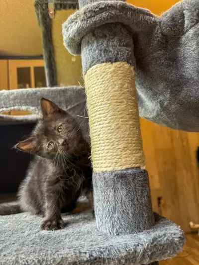 Sweet black kitten looking for a home, View more