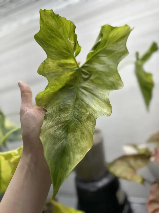 Philodendron thaumatophyllum williamsii  in Plants, Fertilizer & Soil in Longueuil / South Shore - Image 3
