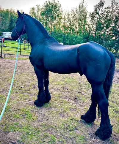 KFPS Friesian stallion 2025, View more