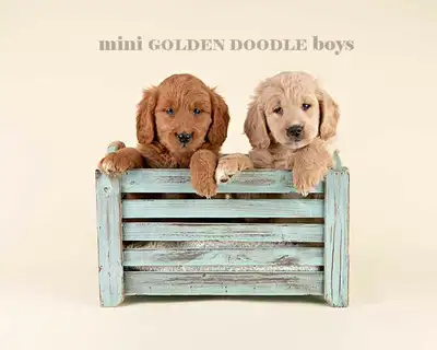 Countryview Kennel is excited to introduce you to these four beautiful MINI GOLDEN DOODLE boys that...