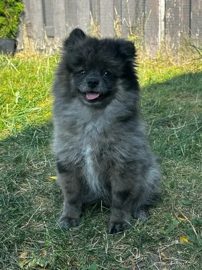 Pomeranian Puppy, View more