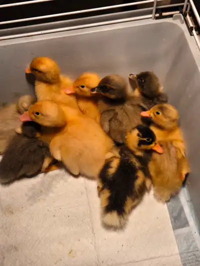 I have 8 adorable ducklings availble now more hatching next week. Make great pets very friendly. Don...