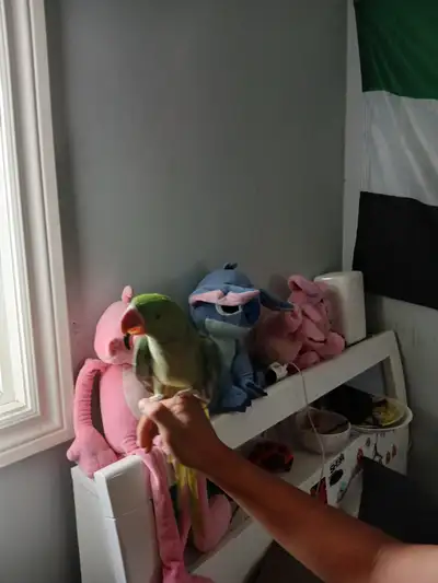 Baby Alexandrine Parrot SOLD, View more