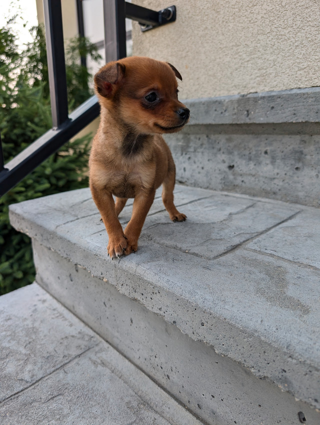 Pomeranian x miniature pinscher in Dogs & Puppies for Rehoming in Winnipeg