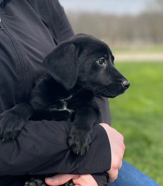 GERMAN SHORT-HAIR POINTER x GERMAN SHEPHERD PUPPIES  in Dogs & Puppies for Rehoming in Stratford - Image 4