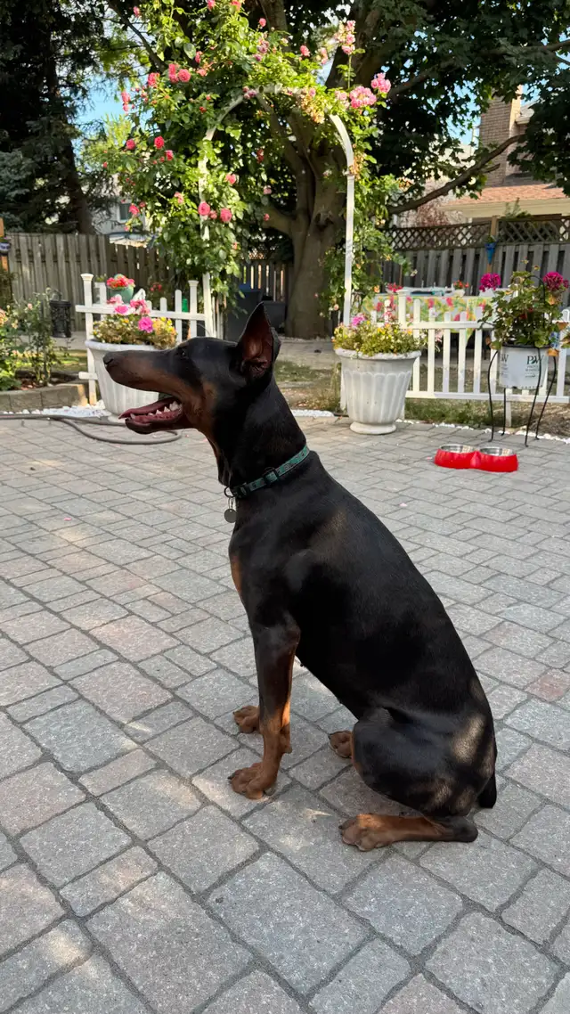 Rare Blue Doberman – 8-Month-Old Female for Rehoming in Dogs & Puppies for Rehoming in Markham / York Region - Image 4