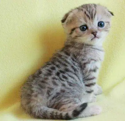 chatons Scottish fold , View more