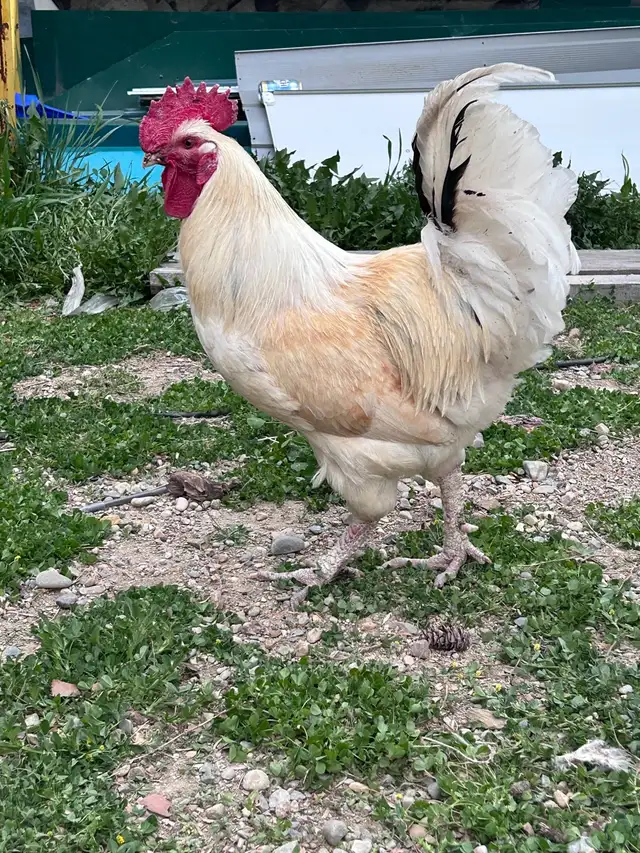 Roosters in Livestock in Cranbrook - Image 3