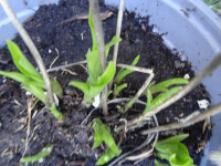 Hosta Plants