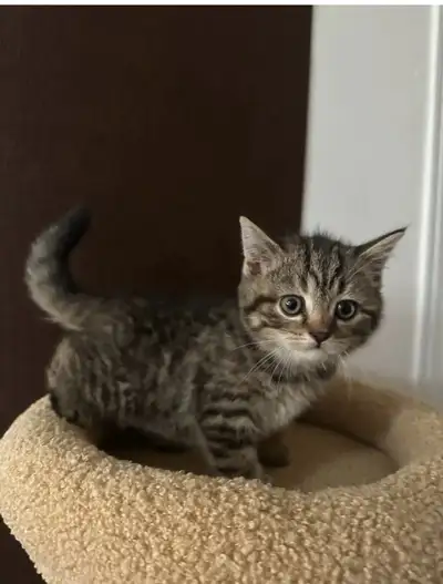 Chaton british short hair, View more