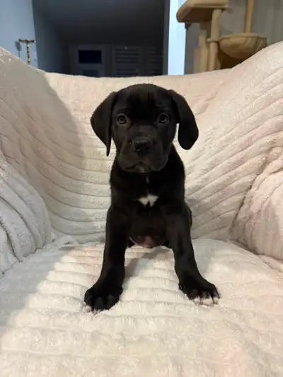 Cane Corso Pure Race, View more