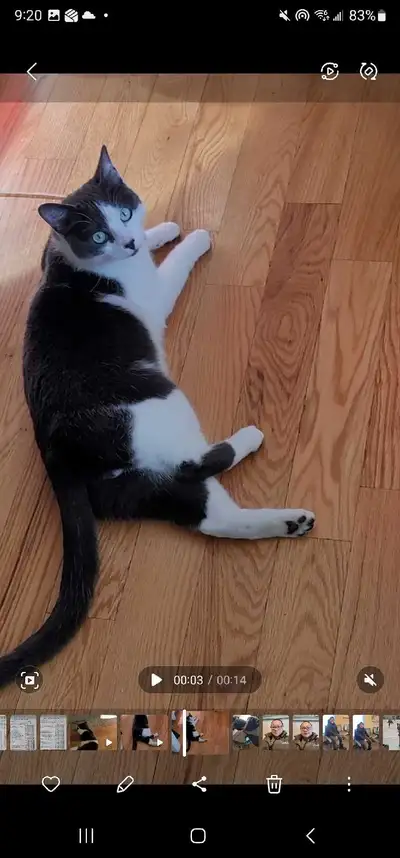 1.5 year sphinx and Tabby mix for rehome, View more