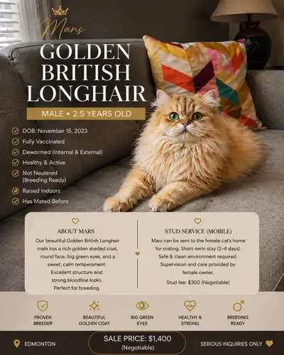 Golden British Longhair Male | Breeding Ready | Sale or Stud , View more