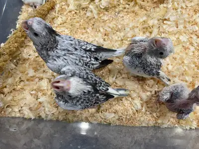 Cocktail White Face baby's., View more