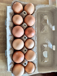 Farm Fresh Eggs! $6/Dozen 